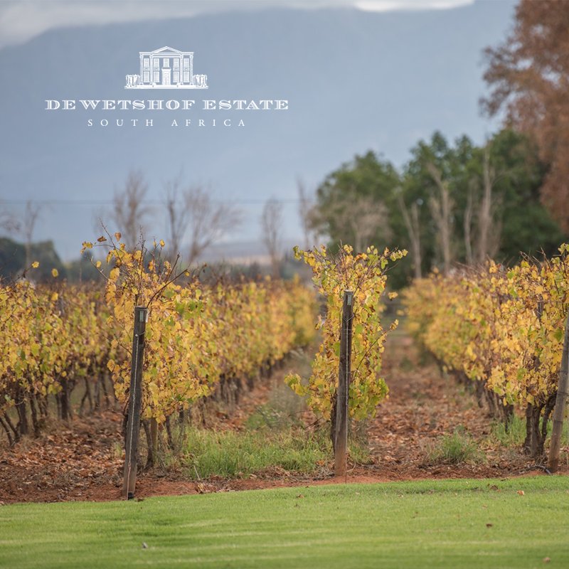 As the vines prepare for winter, the colour of the landscape changes.
#dewetshofestate #autumn #houseofchardonnay