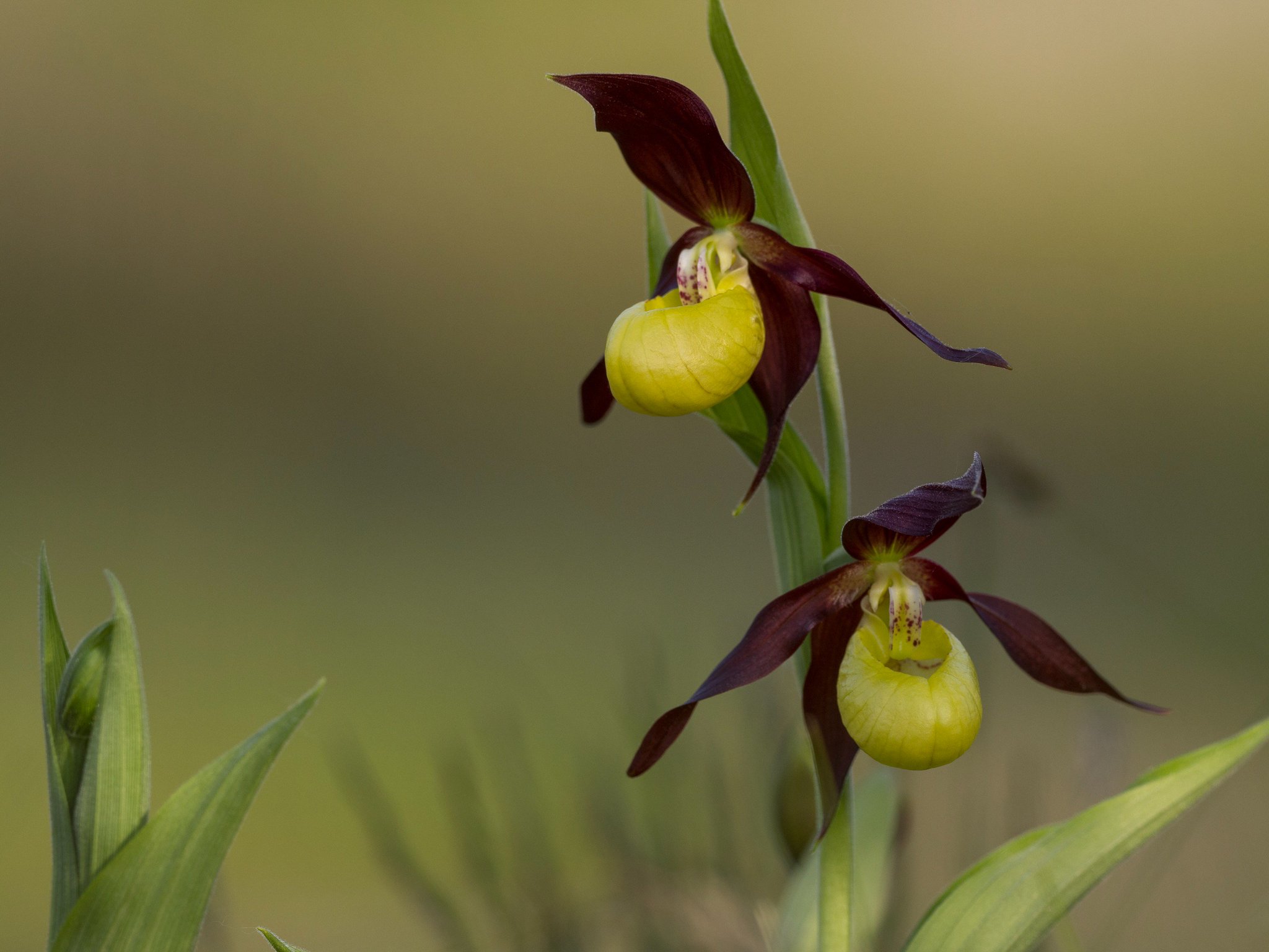 Isabel Hardman on Twitter "The very rare and endangered Lady’s Slipper