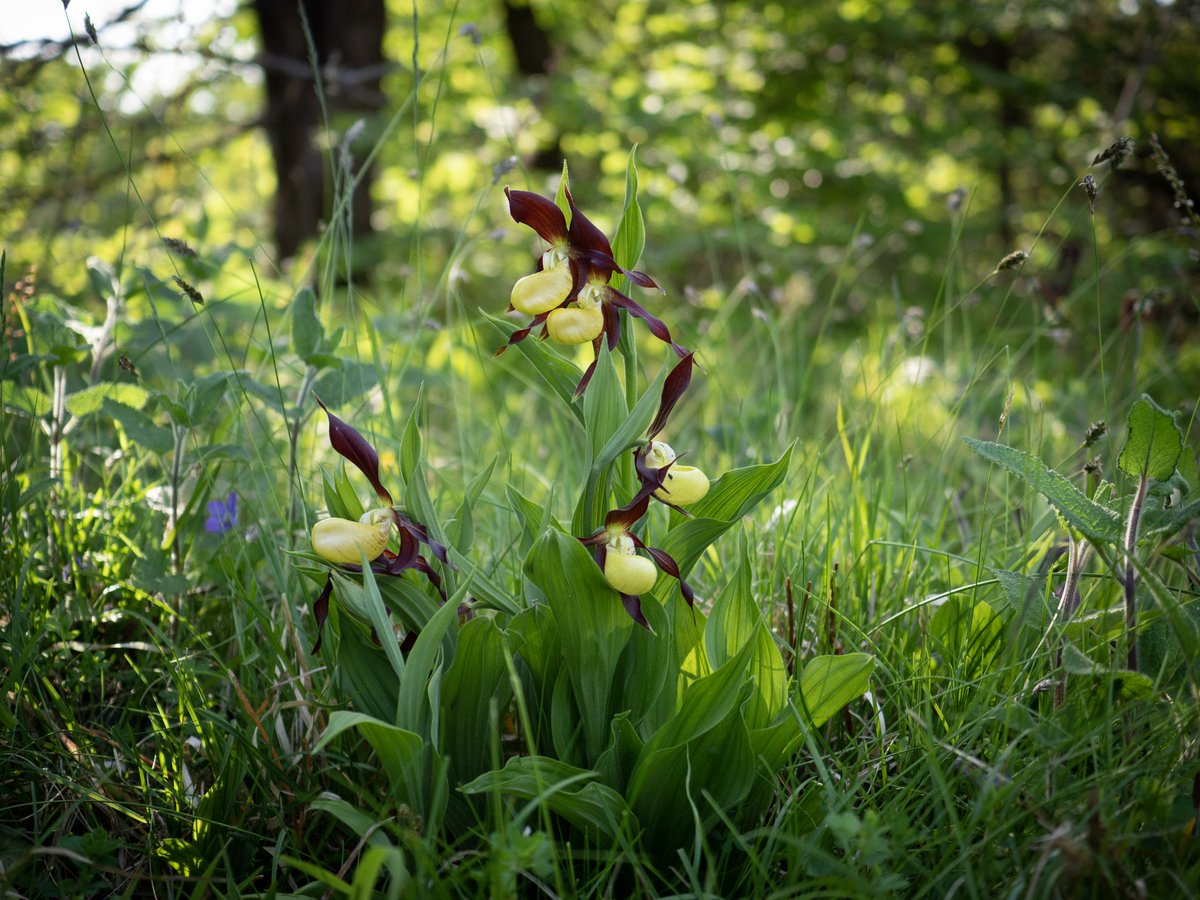 IsabelHardman's tweet photo. The very rare and endangered Lady’s Slipper Orchids, Cypripedium calceolus, are in flower at Gait Barrows in Silverdale, Lancashire. They’re native to the British Isles but were hunted to the brink of extinction. Read my Spectator piece on them here https://t.co/nvljSEHuqX https://t.co/yme5kgqGrO