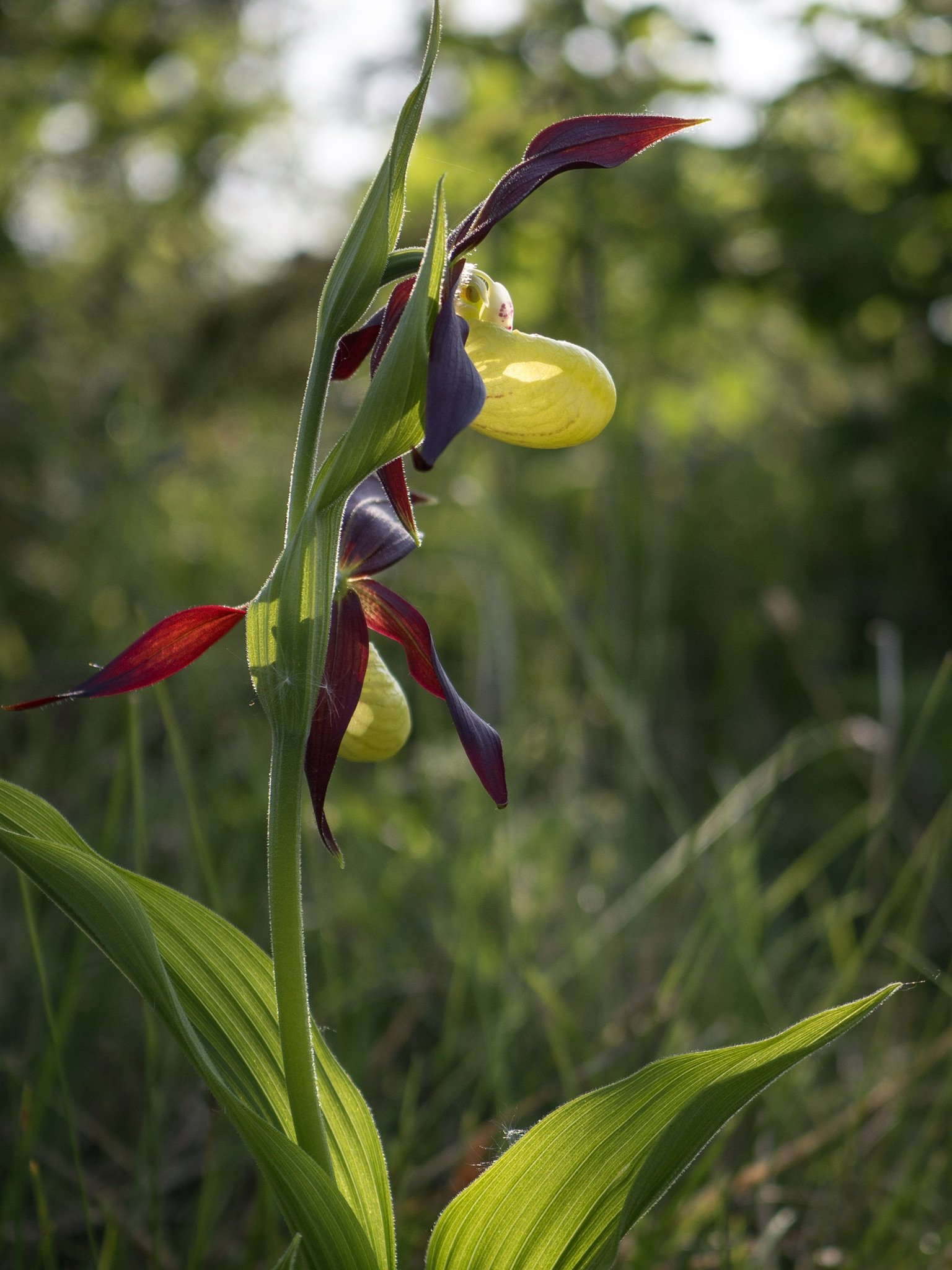 Isabel Hardman on Twitter "The very rare and endangered Lady’s Slipper