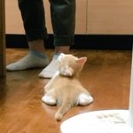 餌を待つ子猫の姿が可愛すぎるｗ身体を床に押しつけて顔だけで見上げるｗ