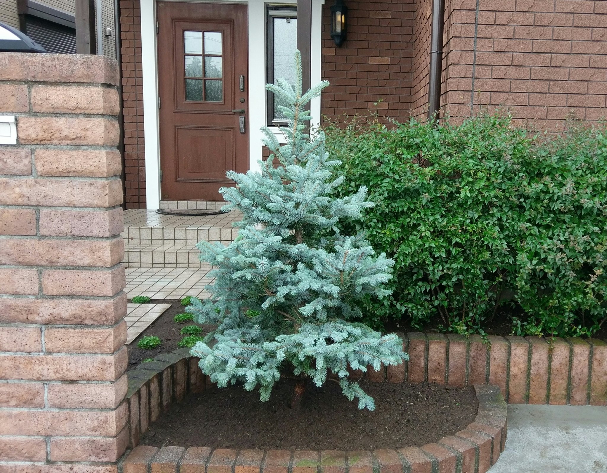 もと コロラドトウヒのプンゲンスホプシーを植え付けてきた コニファー系ではかなりの高額 うちではh1 4で15万ほど とても美しい木だ T Co 8vsdlbx2p7 Twitter