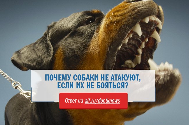 Почему собака чувствует