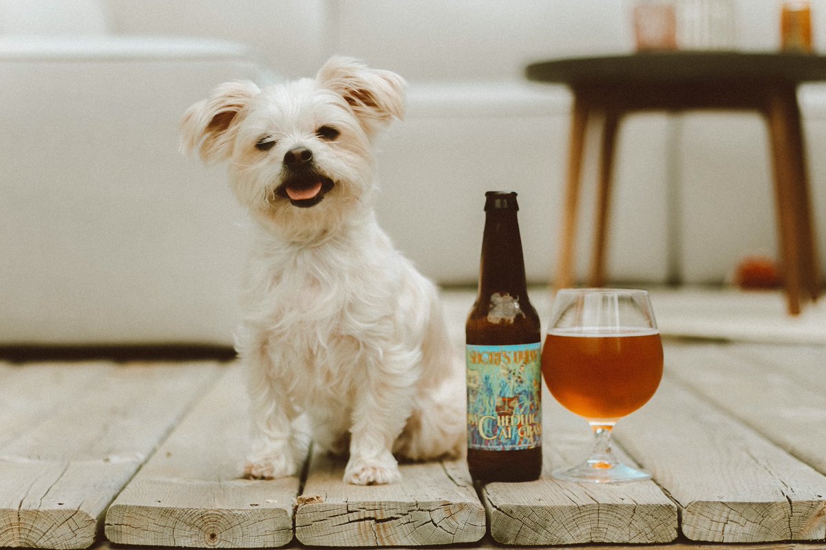 brewsperience's tweet photo. Cats aren’t the only ones who can enjoy a fresh @ShortsBrewing #PsychedelicCatGrass!
#WithoutDelayIPA #ShortsBrew #LifeIsShorts #BeerDogs https://t.co/Tou0svygAV