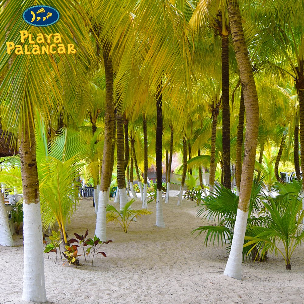 Playa Palancar Cozumel Beach Club tweet media