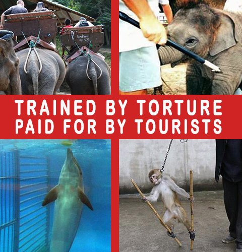 _AnimalAdvocate's tweet photo. Please don't finance #AnimalCruelty while you're having fun.

#Elephant rides, #Seaworld of slavery, street '#entertainment'🤔

All are 'trained' by torture that will only stop when the money does.
#DontBuyATicket to torture💔🐬

#Animals need #AnimalRights🐾💕

@Protect_Wldlife https://t.co/CeLw9m4IT5