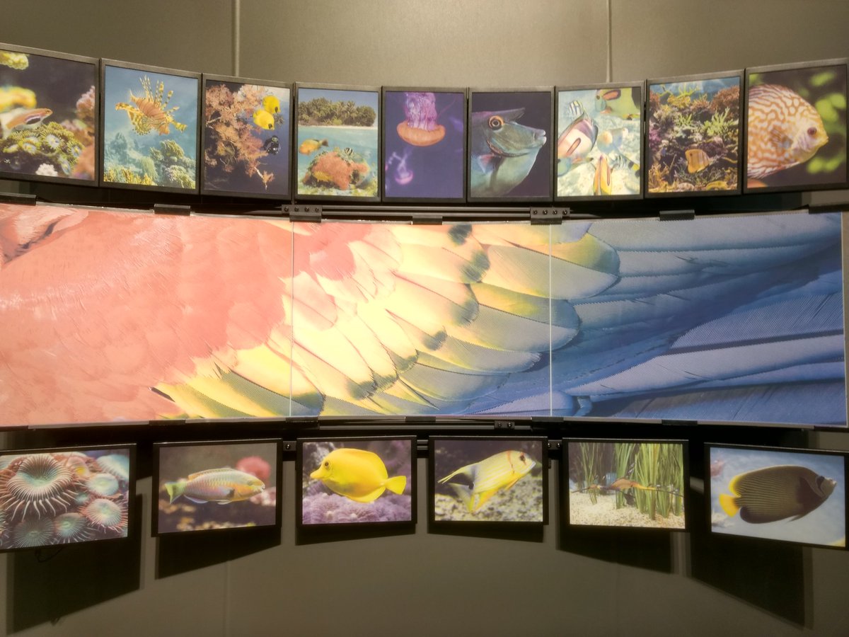 GChansin's tweet image. I had a great time at #DisplayWeek18 
Here are some of the best looking displays from Samsung, E Ink, BOE, LG
