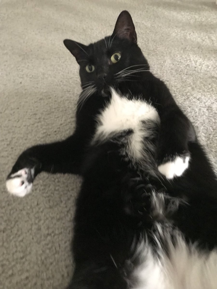 Feminist_Feline's tweet photo. Trump Administrations has legalized the hunting of bear and wolf cubs in their dens as well as adults in Alaska. It is very sad. And at his moment I’m glad I am a house pet. https://t.co/bYFQGuuORL