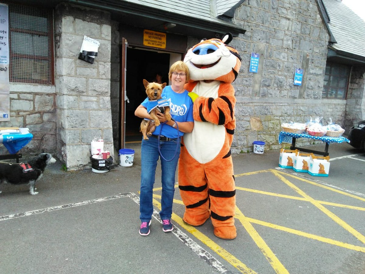 GalwayKarting's tweet photo. Turbo had an awesome day on the prom yesterday at the @MADRADogRescue Dogathon & made lots of new doggo friends 🧡🐶🐯🧡 #dogathon #Galway https://t.co/rFGl8AC1ey