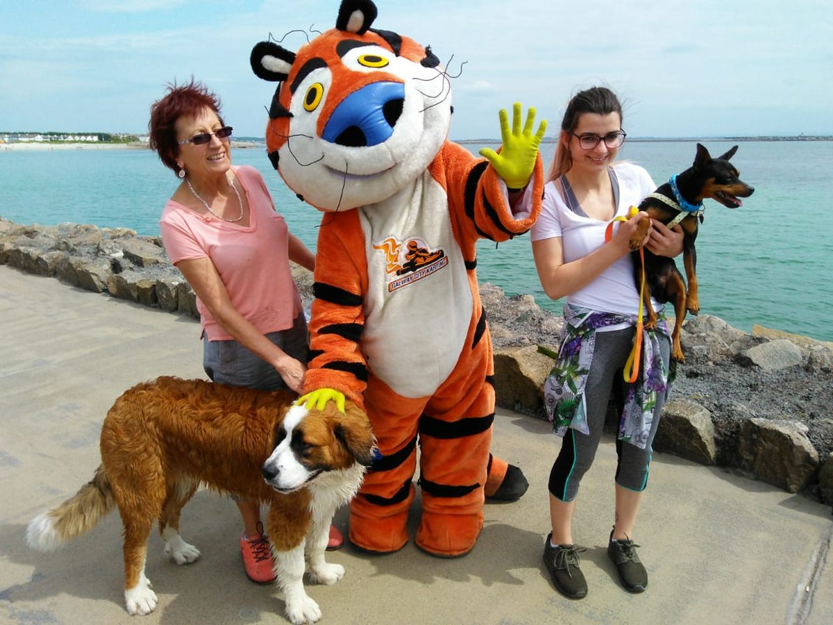 GalwayKarting's tweet photo. Turbo had an awesome day on the prom yesterday at the @MADRADogRescue Dogathon & made lots of new doggo friends 🧡🐶🐯🧡 #dogathon #Galway https://t.co/rFGl8AC1ey