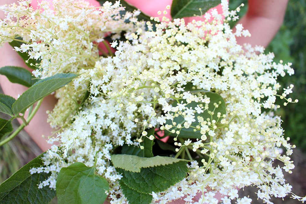 Picking elderflowers by the roadside to make elderflower cordial! Got some very strange looks from passing motorists, but it's worth it! 🌸🌸#thisisitaly #tuscany