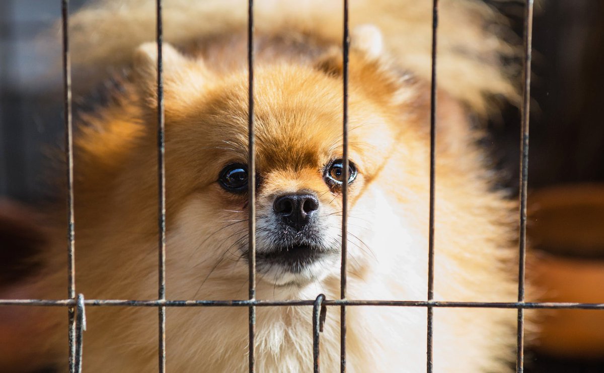 Why the SSPCA is so Important for Scotland
Read ow.ly/R2ly30kdedw
By Youlan Wang
#SSPCA #AnimalWelfare #scotland <a href="/ScottishSPCA/">Scottish SPCA 🐾</a>