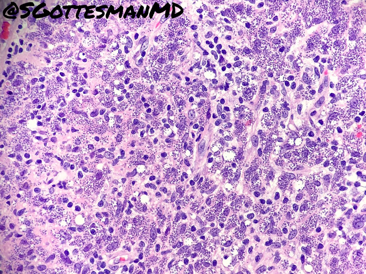 Silvija Gottesman MD tweet media