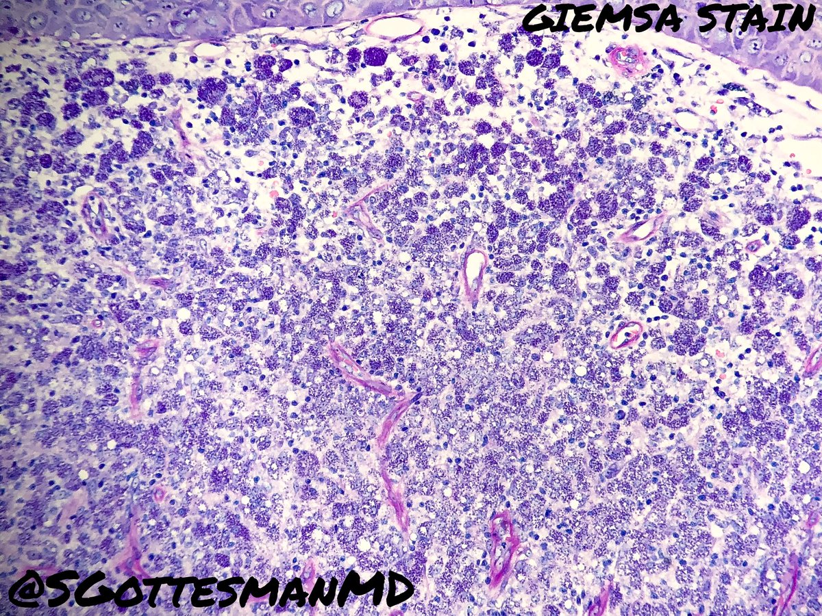 Silvija Gottesman MD tweet media