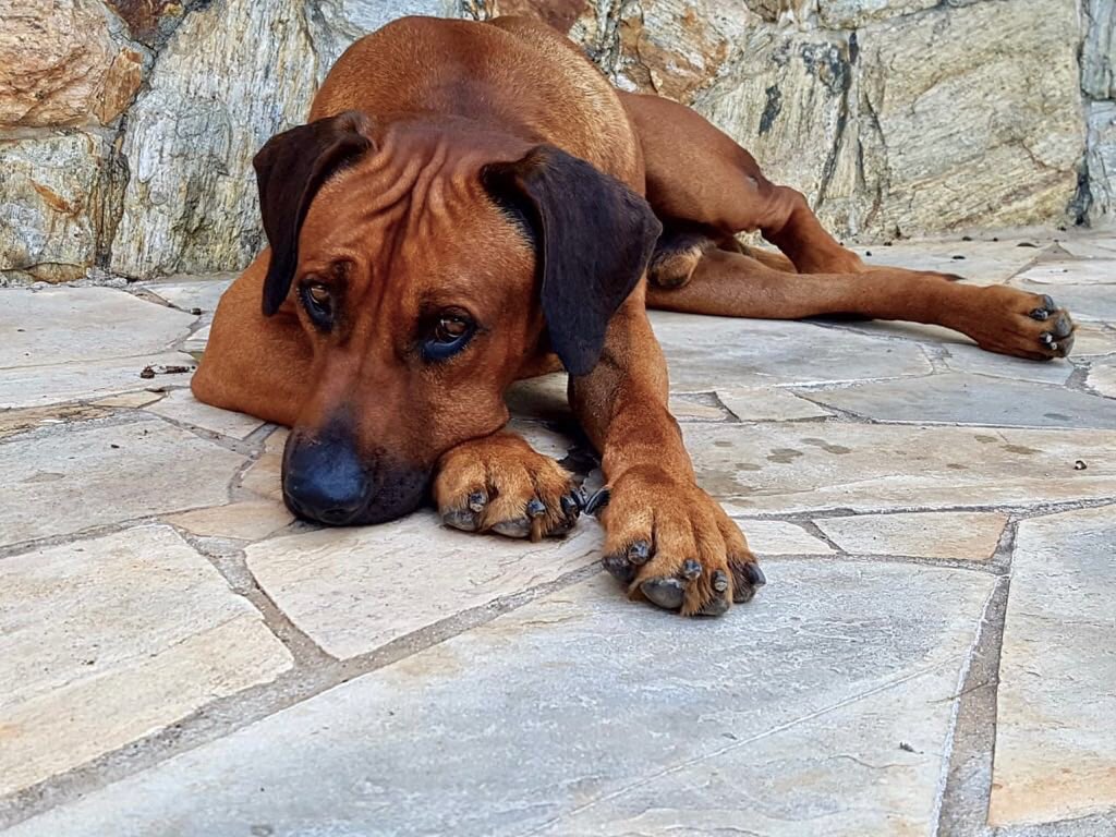 ahickmann's tweet photo. Throne em seu momento pleno e tranquilo na tarde de hoje! Animais trazem esse sentimento de paz e tranquilidade. #formulanatural #canilhickmann #raçãoformulanatural #fn #adimaxpet #dog #diga #rhodesianridgeback @formulanaturaloficial https://t.co/QHB59S38T3