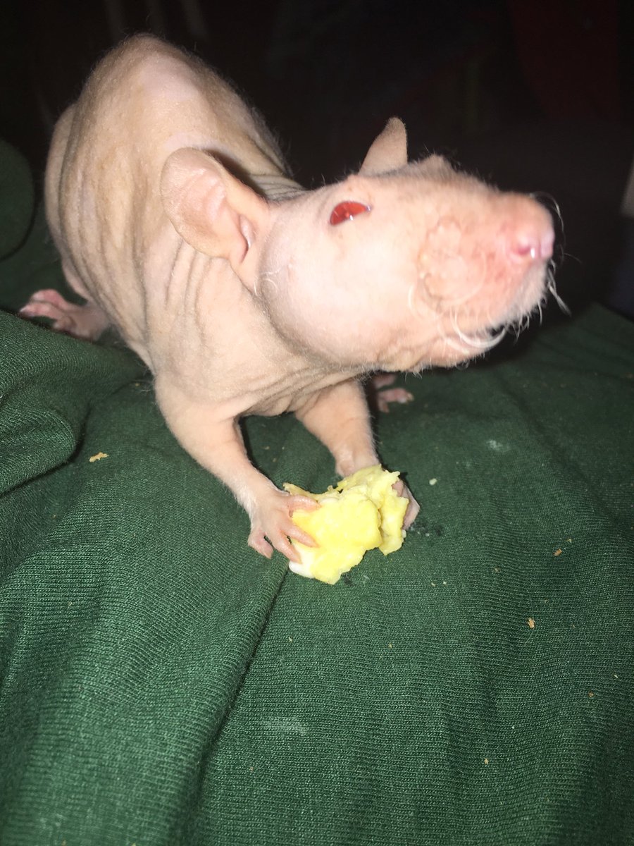 Wilbur (@wilburthehumble) on Twitter photo 