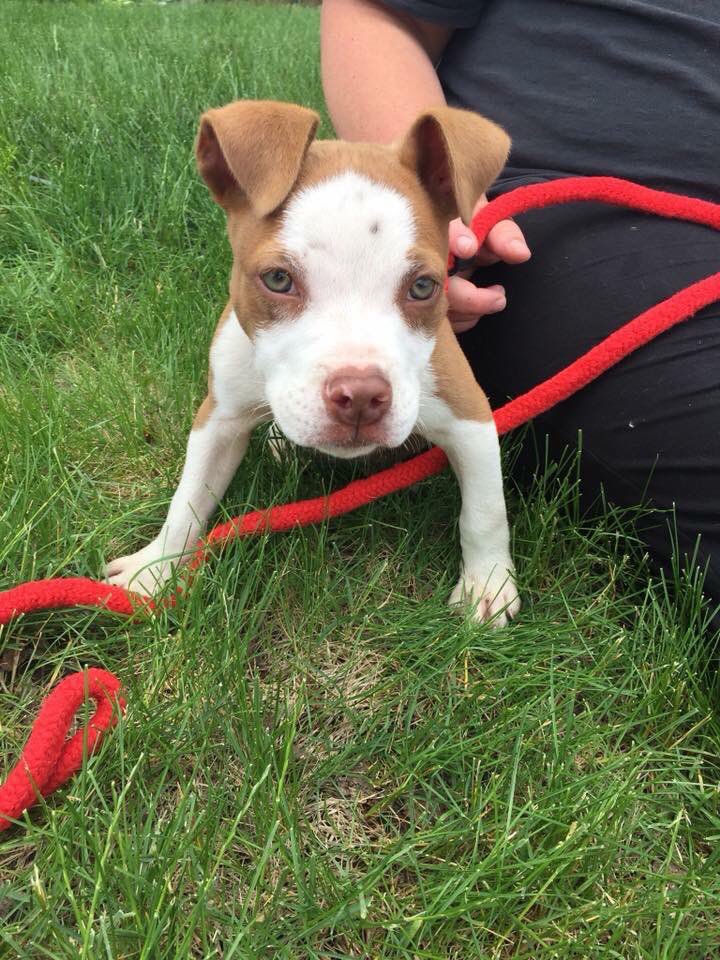 RascalUnit's tweet photo. Another great #HOPE #vaccine clinic with our friends from #COPitSavers . 118 #dogs and 1 #cat vaccinated!

Thanks to Fixari Family Dental for hosting us again. 

Thanks #RascalTeam and COPS volunteers for being amazing 💥 

Follow us to stay up to date on wellness and pet events! https://t.co/67BfvSf4Pl