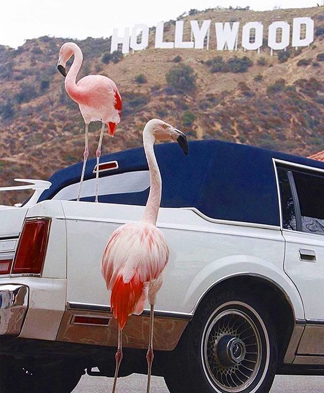 HeadlinesHeroes's tweet photo. Live the high life 💝 #hollywood #limousine #pinkflamingo https://t.co/YOjYjbXYwr https://t.co/EpzTvf0AM7