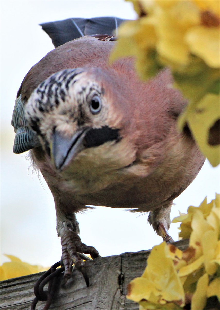 porkies345's tweet photo. face to face @500pxrtg @Stephen47506153 @MrSteveyJames @Natures_Voice @NatureUK @NWF @EssexWildlife @britishbirds @birdsaplenty @scheerenberger @garden_bird @NottsBirdingHQ https://t.co/HtBKR5N5hR