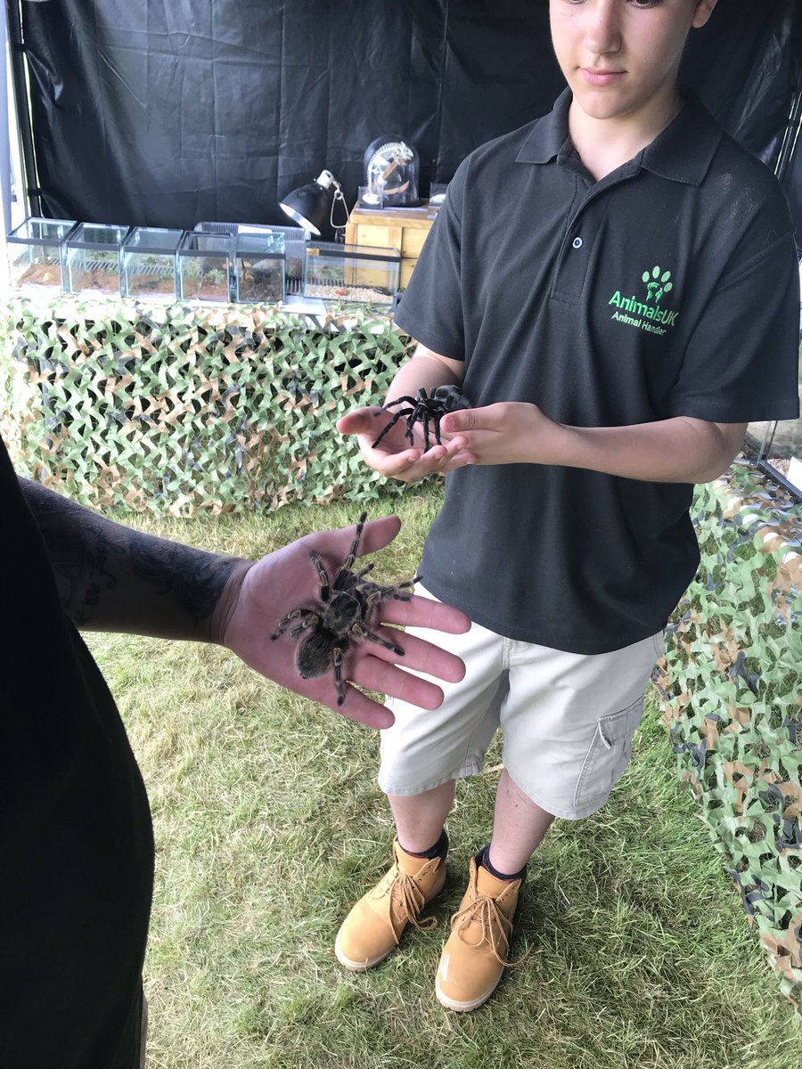 animalsukltd's tweet photo. Lots of #spiders today at windmill farm in lincoln. Make sure you come learn all about the and turn your #fear2fascintation with us #tarantula #noneedtobescared #animals #display https://t.co/VtJa36dOu3