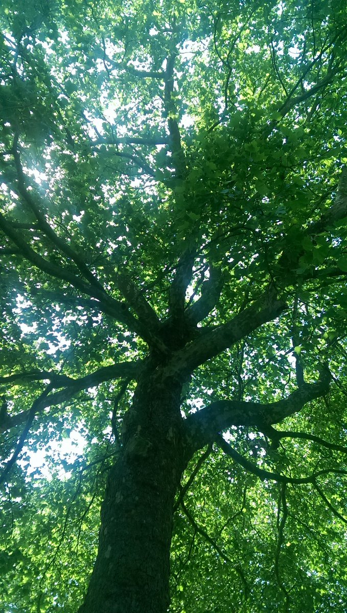 cantorstaub's tweet photo. Nachdem die zentrale Raumvergabe den uns vor zwei Monaten zugesprochenen Raum stillschweigend anderweitig vergeben hat, unterrichten wir an der #UniGöttingen jetzt im Park oder in leeren Hörsälen. Zugegeben, etwas wetterabhängig, aber vielleicht schlicht #DieZukunftderLehre https://t.co/4VKth33RPE