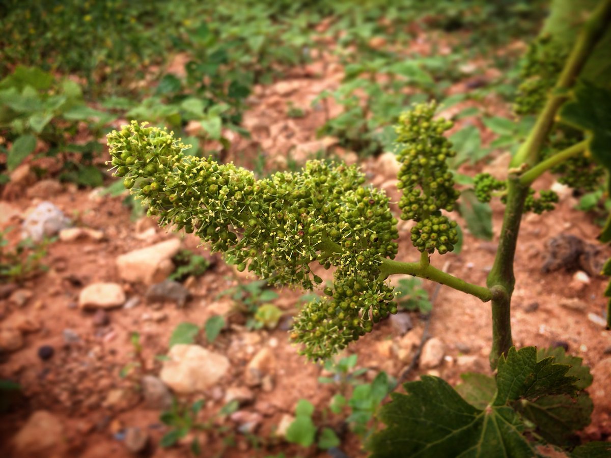 MasagueAida's tweet photo. Raïm florit a la Conca de Barberà #Primavera #324eltemps #espaiterra #masforaster #winelover https://t.co/1UJFzPOgOx