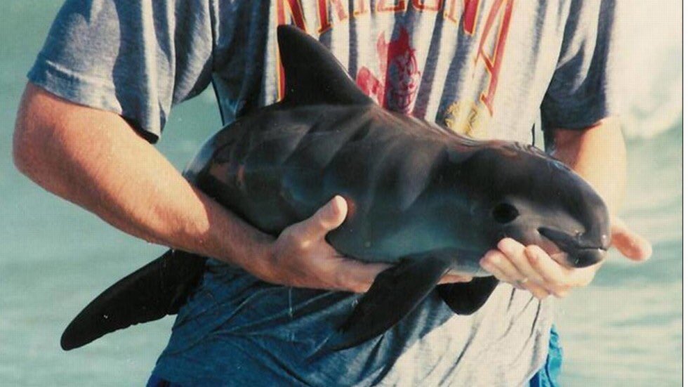 GossipRoomOff's tweet photo. Ce petit animal est un vaquita, le plus petit marsouin et aussi le plus menacé au monde. Il reste seulement 12 spécimens dans le monde, et le fait que personne ne parle d'eux est bien triste. Nous devons nous sensibiliser et sauver ces créatures ! 🐬 https://t.co/GTAxsa5ygN
