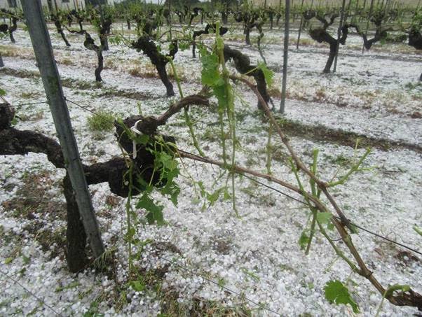 Nous témoignons tout notre soutien aux vignobles touchés par les violents orages de grêle qui se sont abattus samedi dernier sur la région.
Une nouvelle catastrophe un an après le dur épisode de gel qui avait touché une grande partie du vignoble. 😢❤️
photo <a href="/sudouest/">Sud Ouest</a>