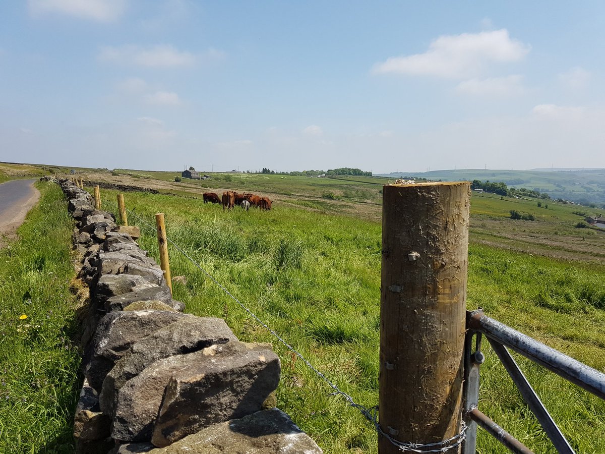 rachelhallos's tweet photo. New area we have recently got the tenancy of, lots of fencing done, lots more to do but very satisfying to see red cows in it 👍 @Bikewiddow @LisaHarrowsmith @YorkshireWater https://t.co/J6wfkZZdga