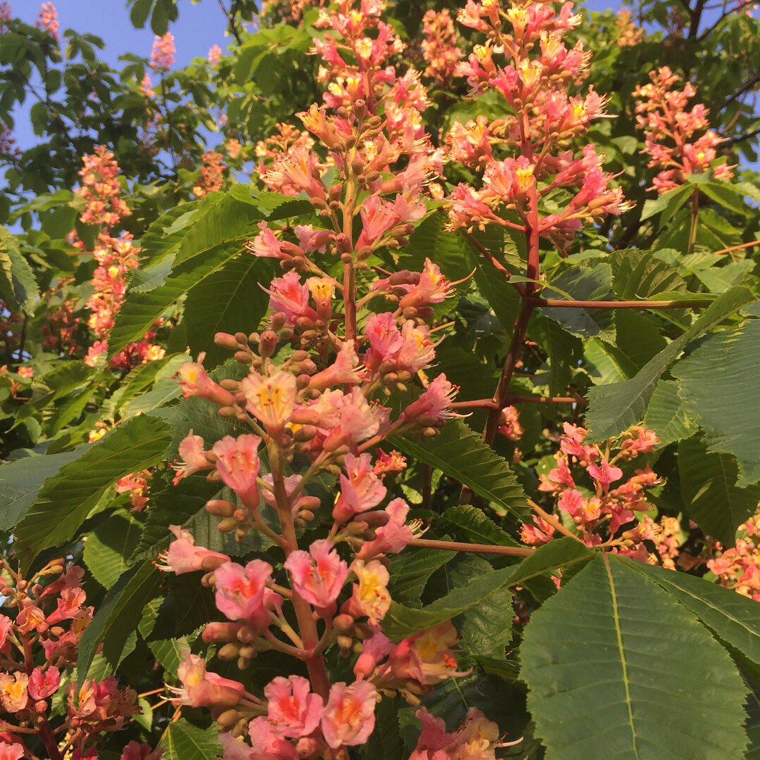 PlantnPencil's tweet photo. Flowering trees 🌳🌺🌳 ruby or red horse chestnut ( Aesculus carnea) 35-40 feet height with cluster flowers #redhorsechestnut #flowertree #landscape #plantnpencil https://t.co/b8EAvSi8Ro