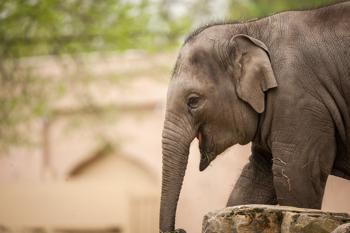 ToerAtt's tweet photo. Sterkte @zooplanckendael met het verlies van olifant Qiyo!
https://t.co/kxTZyXc20y https://t.co/5SUW7O5vCO