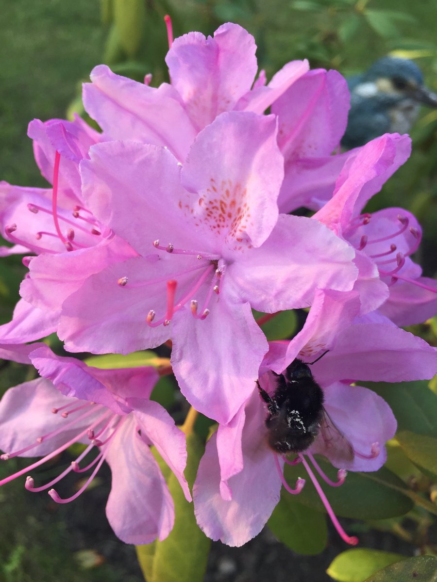 Olik182's tweet photo. @Writer_DG hello, Diana! Found this beautiful picture in my archive 😊🐝🌺 https://t.co/QQ4s6Hj2cv