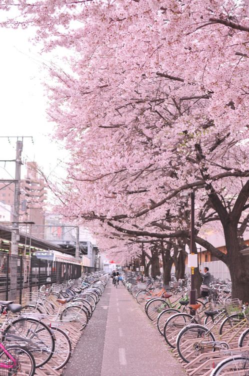 mugensakura_'s tweet photo. Sakura 🌸🌸🌸 https://t.co/izENkagoPy