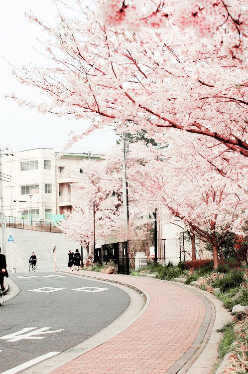 mugensakura_'s tweet photo. Sakura 🌸🌸🌸 https://t.co/izENkagoPy