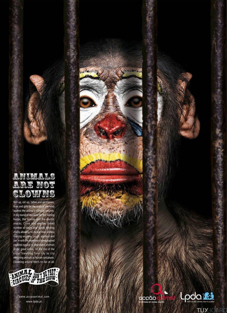 Defendre10's tweet photo. Animals are not Clowns https://t.co/VIYHrM8Qun