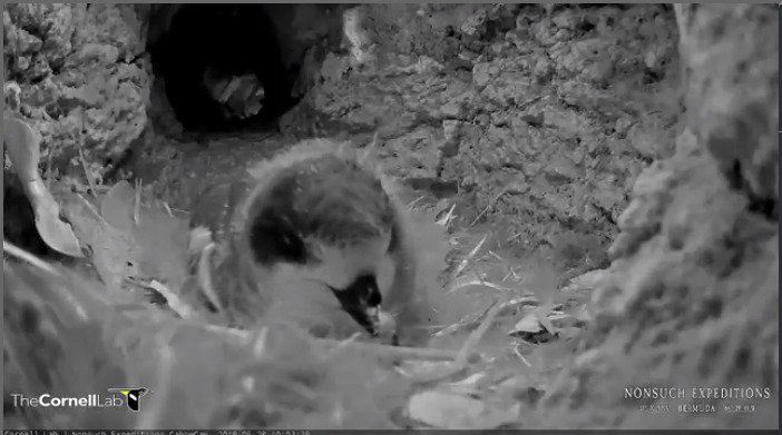 BermudaCahowCam's tweet photo. News flash! Sunny is so sleek now he can hide in the tunnel and we don't see him so well. He hasn't fledged yet but can go at any moment now. https://t.co/m4Ns0pOASG