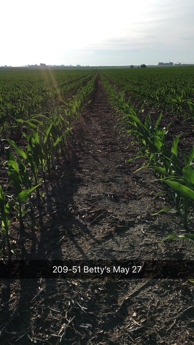 HeathVrbka's tweet photo. This @ChannelSeed 209-51 is on my Grandpa Ray’s Home place. He served our country in WWII &amp; received the Purple Heart. He came home &amp; was a proud farmer &amp; #veteran. #MemorialDay #greatestgenerationever #grow18 #Familyfarm #PlacedtoPerform https://t.co/J8Hzf7bYLk