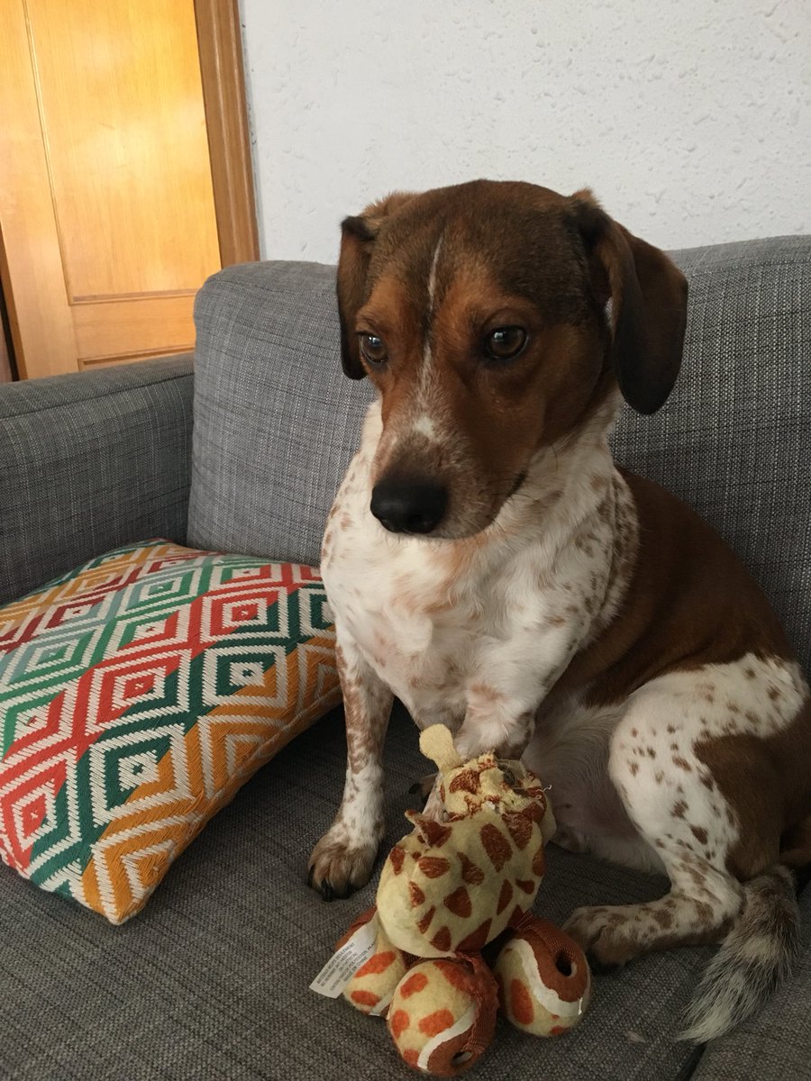 <a href="/melisatuya/">melisatuya</a> <a href="/amigosdelperro/">AMIGOS DEL PERRO</a> <a href="/asociacion_anaa/">asociacion_anaa</a> <a href="/Luccalaloca/">Lucca La Loca</a> <a href="/EtologiaCanina/">Etologia Canina</a> <a href="/heroesde4patas/">Héroes de 4 Patas</a> <a href="/Fund_Affinity/">Fundacion Affinity</a> <a href="/_SrPerro/">Micaela-Colega & Tía</a> <a href="/GrupoMascoteros/">Mascoteros</a> <a href="/PartidoPACMA/">PACMA</a> #diaDelPerroSinRaza este es Pinxo, adoptado hace 3,5 años;nos han dicho que puede ser una mezcla de Jack russel, bretón, beagle y a saber qué más!Lo que seguro sabemos es que nos hace muy felices cada día😊 #AdoptaNoCompres