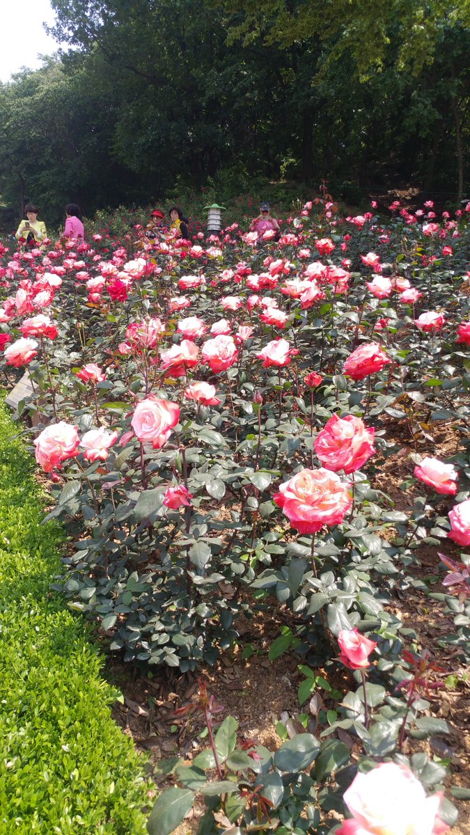 hanwoonsup's tweet photo. In Korea season of Rose, May https://t.co/xBBbl0dBEj