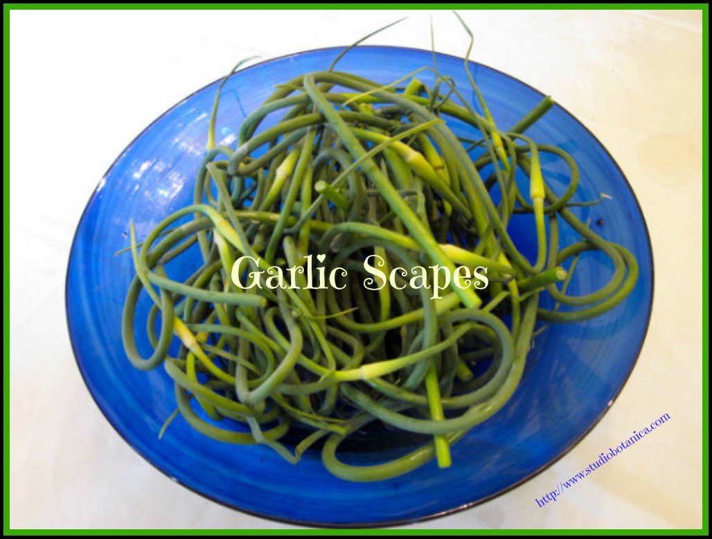 herbgal's tweet photo. Make this flavour-packed GARLIC SCAPES pesto or fabulous herb 'paste', your #vegan #paleo #whole30 alternative! SO good. Use it. Love it! Freeze it!
#herbgalonthego #garlic #herbs #herbalrecipes #garlicscapes #herbpaste
https://t.co/MZ4HMwPFM1 https://t.co/UvIcjDUpso