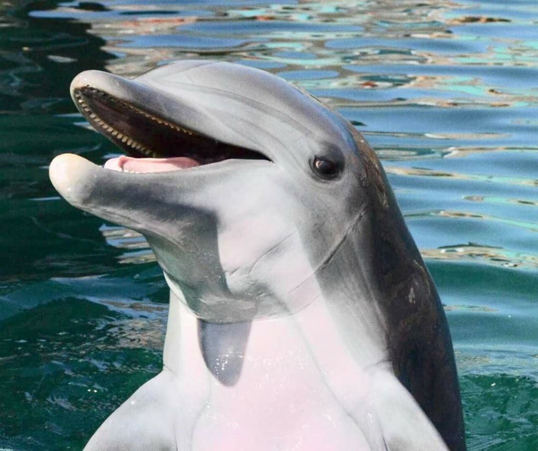 the_real_Ms_M's tweet photo. Born 12/1/2007 @OSeaworld
Died 05/22/2018 @dolphinaris_az
Alia is a prime example of why #captivitykills #RIPAlia 😭💔🐬 #dontbuyaticket #EmptyTheTanks @DolphinFreeAZ https://t.co/qInRfgQzWr
