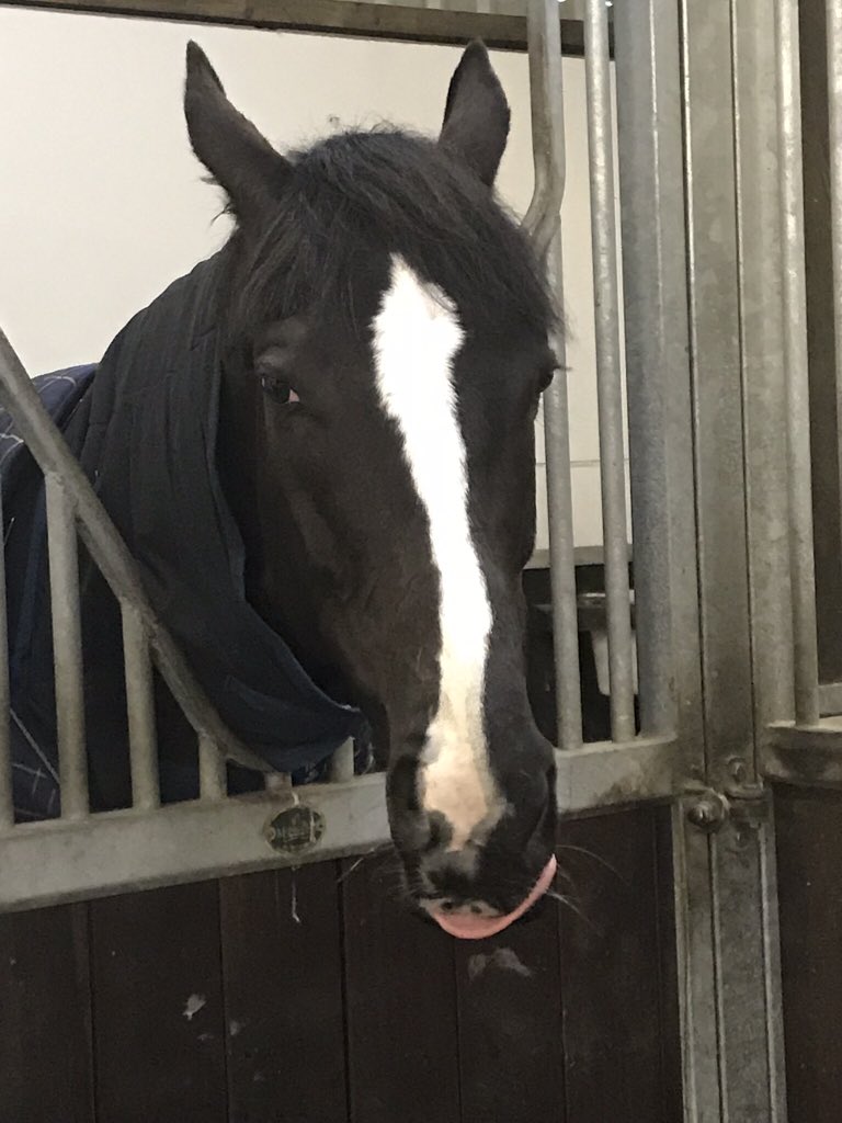 Holliewatts18's tweet photo. @Goodwood_Races Here Comes When #MintFace #HeKnowsHeIsGood https://t.co/CwpdIn17P4