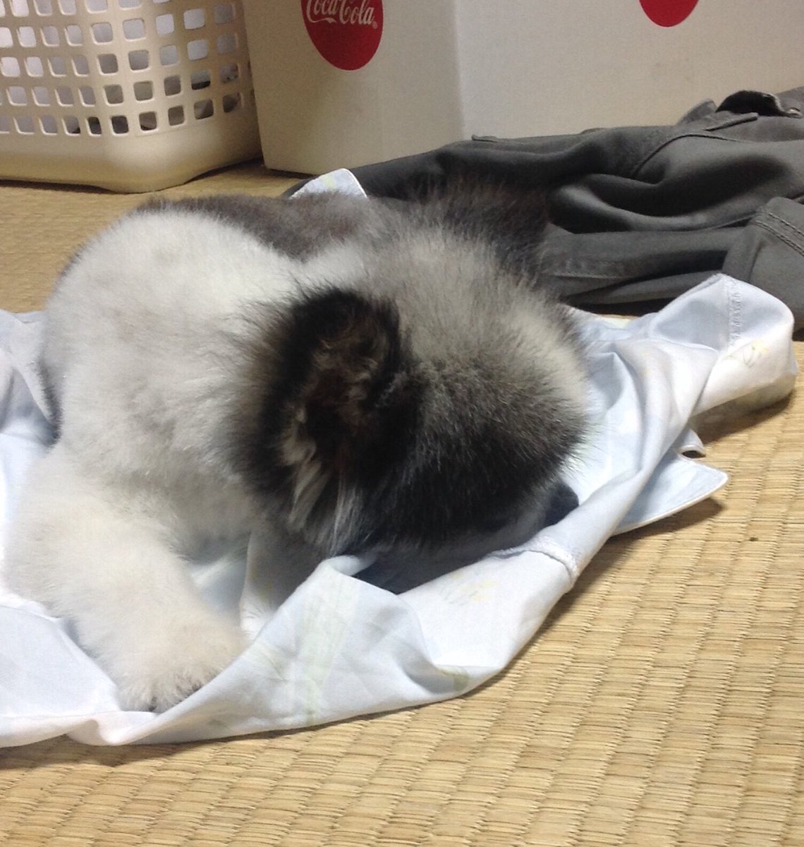 パンク
どこにいるかな
どうしているかな
こわい思いせず静かなところにいるかな
お母さんはパンクを見かけたらすぐわかるよ
頭の上の白髪でもおしりでも背中でも前足でも
少しでも視界に入ったらパンクだってすぐに気付くよ
どの部分も覚えてるよ
どの部分も大好きなんだよ

#チワワ #群馬県 #埼玉県