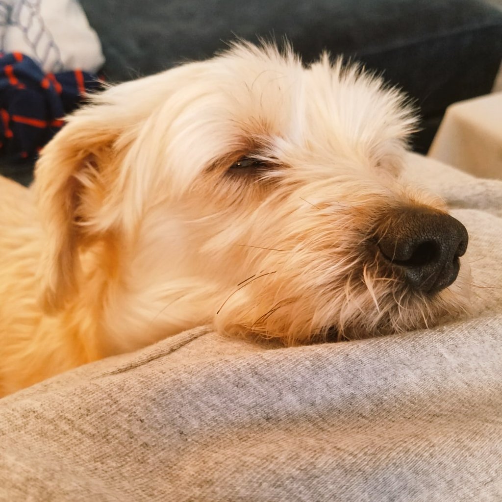 Bon_apetey's tweet photo. Good morning everyone ❤❤❤ Daddy's little laptop! #MemorialDay #Snoozicals #NapsNeedDogs https://t.co/Qpgtc9UFQ3