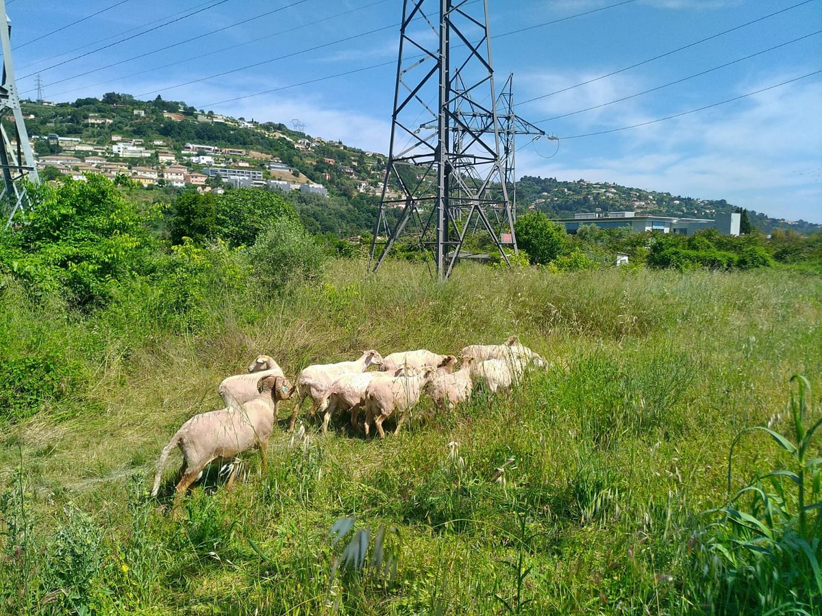 F3cotedazur's tweet photo. 🐑 RTE s'engage dans l'éco-pâturage à Nice ► https://t.co/mYeVZ0Wq0q https://t.co/eptihoNRLy