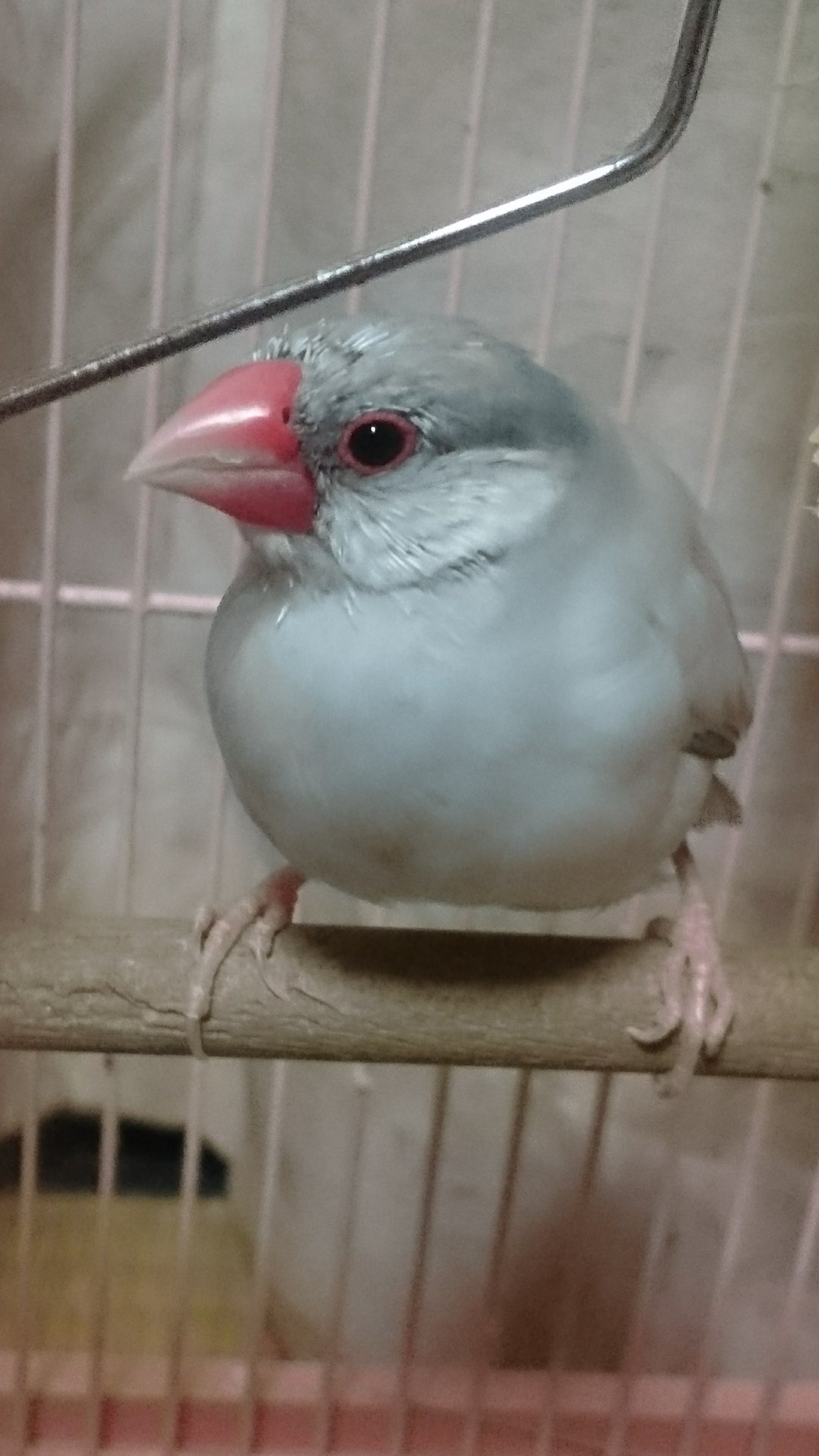 文鳥 In うちの文鳥いま換羽期なんだけど 見るとトリハダたっちゃう ごめんねうめ 気持ち悪いこわい