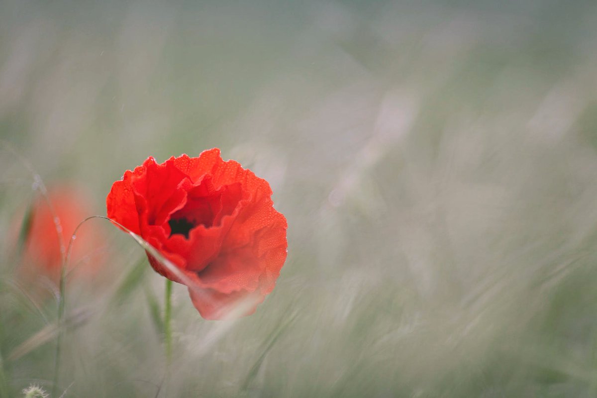 Today we honor those who defended our freedom.  Please join us in observation of this day of remembrance by thanking a serviceman, the family of a serviceman, or by donating to the Wounded Warrior Project at woundedwarriorproject.org