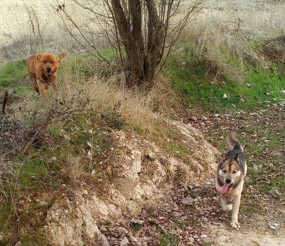 Mapacheencelo's tweet photo. #DíadelPerroSinRaza https://t.co/qNaBfPrUXR