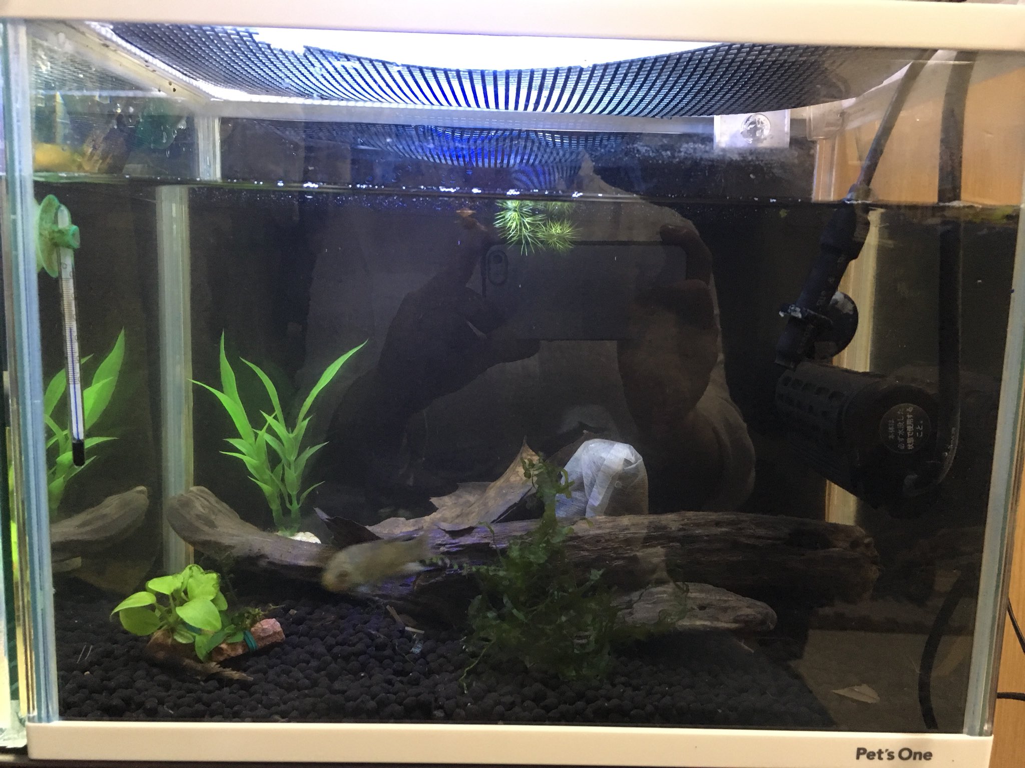 ちゅな Lv 29 パラダイス水槽の底砂をプラチナソイル黒に変えた 色あがりますように 30キューブも水換えしたし みぞれに餌やりもしたし 今日は 魚活 はちゅ活 どっちも頑張った えらーーーい T Co Bnv54w52a8 Twitter