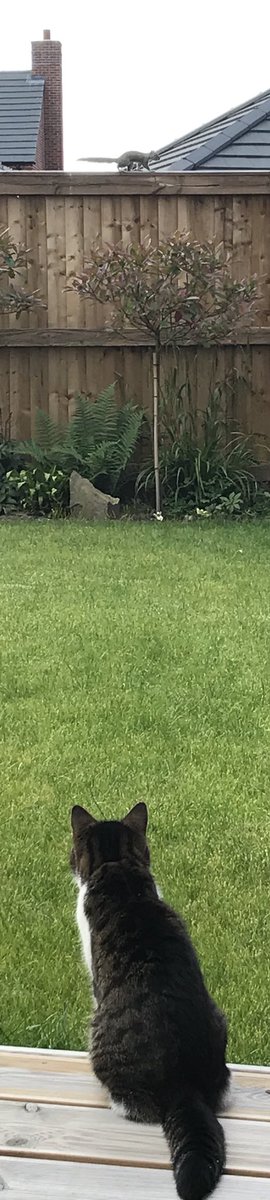 pheobefurball45's tweet photo. What the hell is that? #standoff #getoffmyfence https://t.co/bve09qnQmO